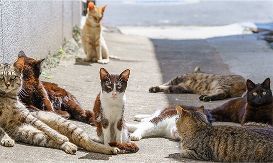 ゴミ屋敷の片付け業者が定義する猫屋敷