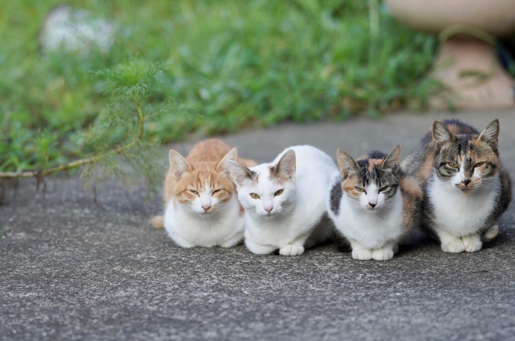 ペットのいる汚部屋の掃除方法とは？多頭飼育のゴミ屋敷のリスクについて