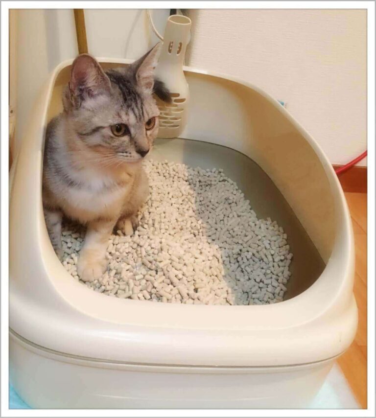 猫のトイレの捨て方は？本体や猫砂などトイレ用品ごとに解説