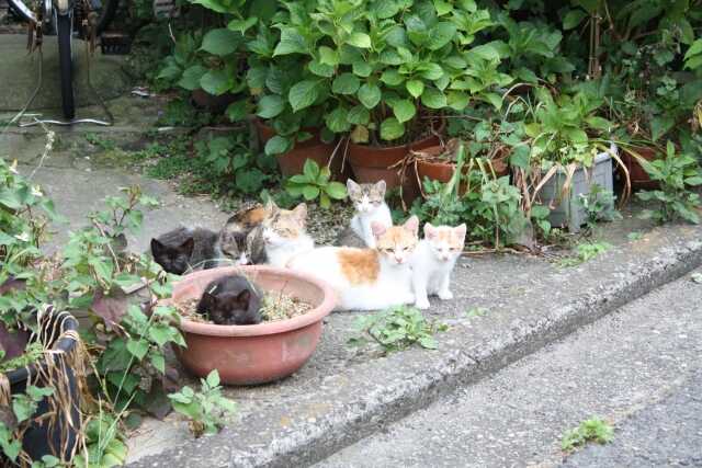 猫屋敷化したゴミ屋敷になった理由の原因