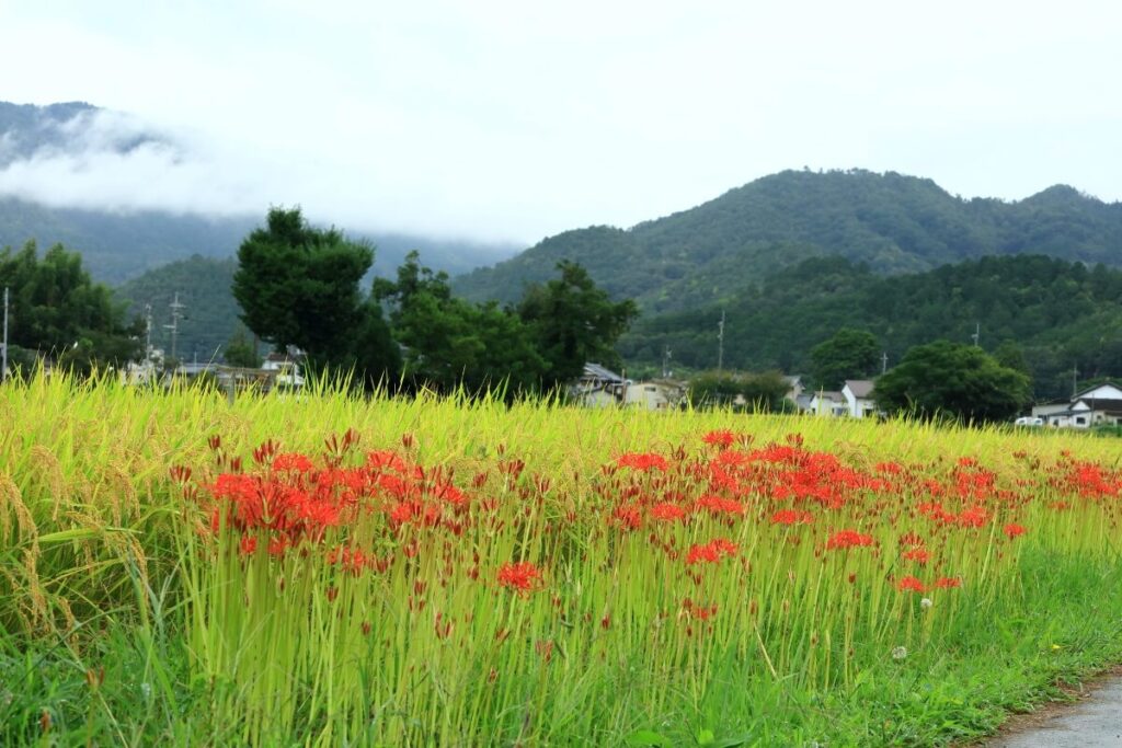 京都府井手町のゴミ屋敷に関する条例（井手町環境保全条例）の内容とは