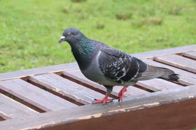 鳩のフン掃除方法と注意点！鳥が寄り付かないベランダにする方法は？