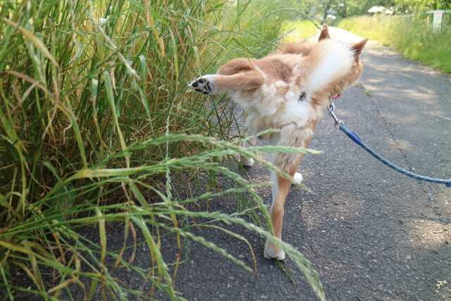 犬のおしっこが臭う原因