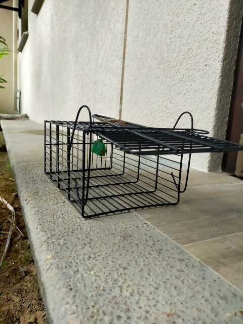 具体的なネズミの駆除の方法と予防策