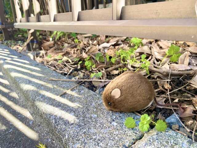 ネズミが出たゴミ屋敷が超危険な7つの理由！駆除から予防策まで徹底解説