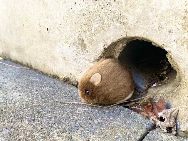 ネズミが出るゴミ屋敷の特徴