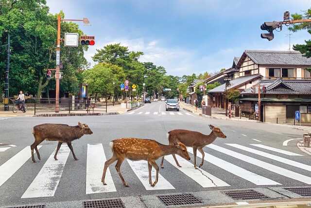 奈良県でおすすめのゴミ屋敷清掃業者5選｜料金相場と業者選びのポイント