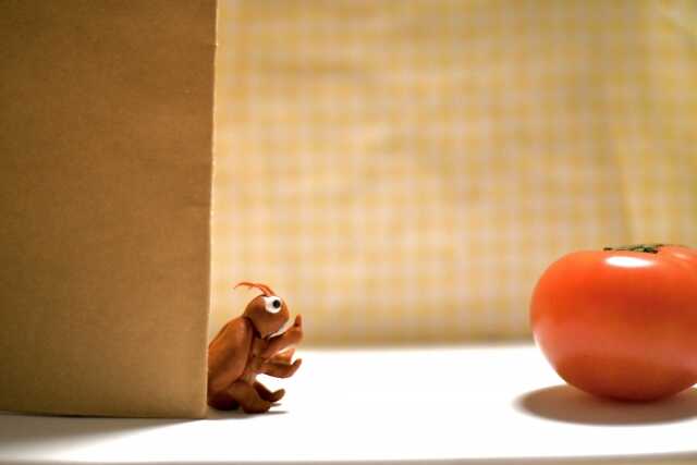 ゴミ屋敷によく出る虫