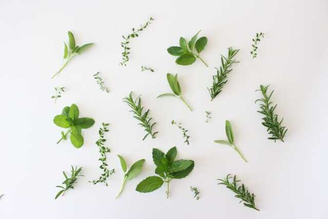 ゴキブリが嫌うハーブの種類