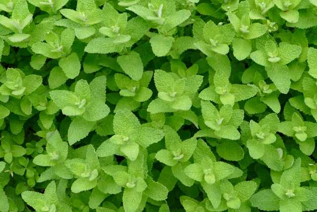 ゴキブリ対策に最強のハーブ！逆効果になるハーブと注意点・使い方